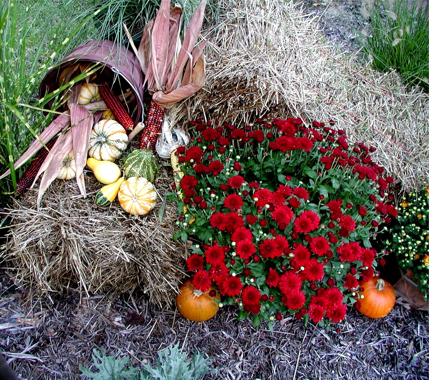 Hillcrest fall display