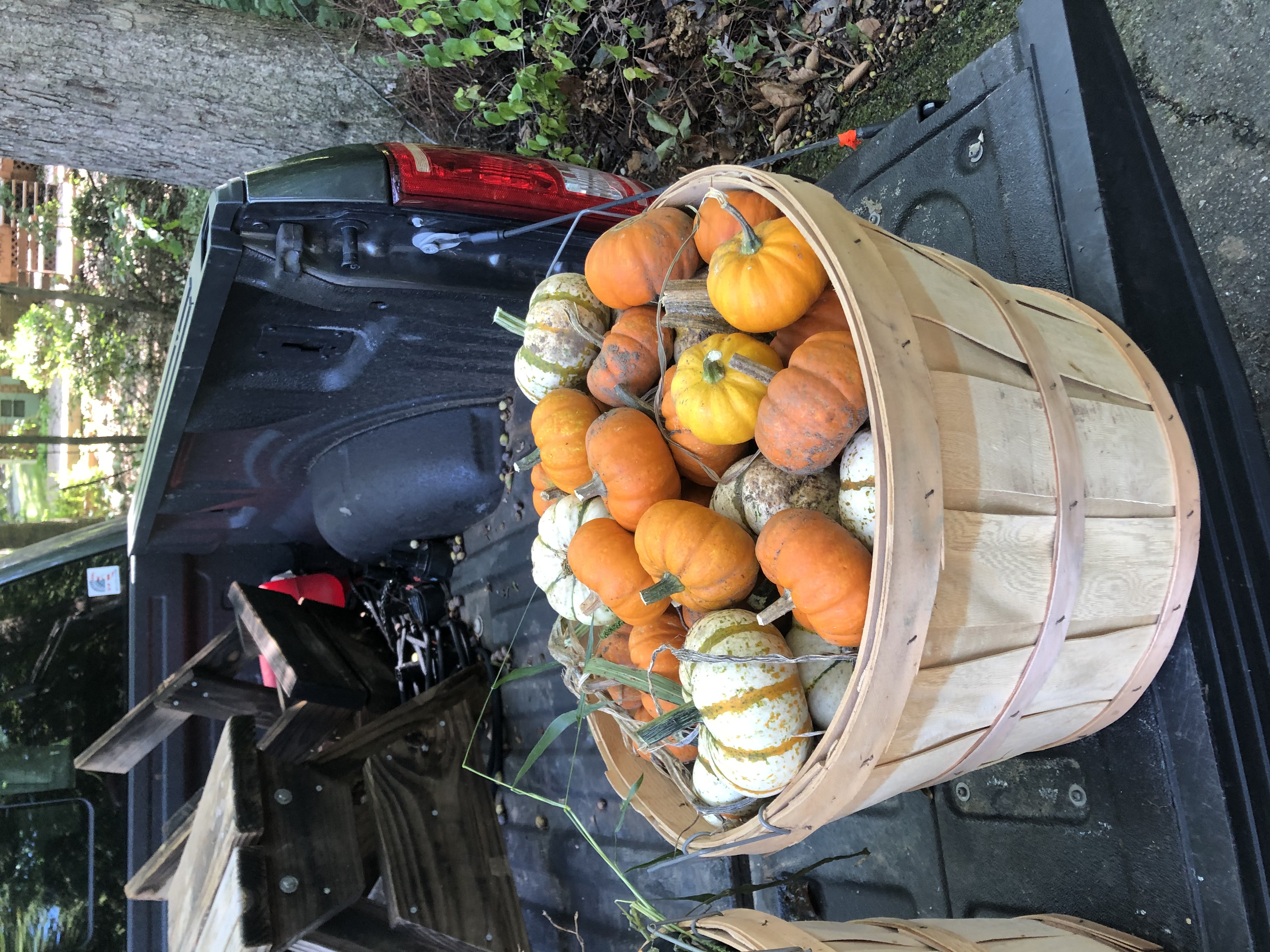 Hillcrest harvest