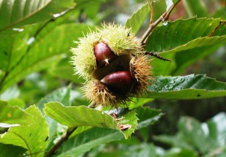 Chinese chestnut planting at Hillcrest