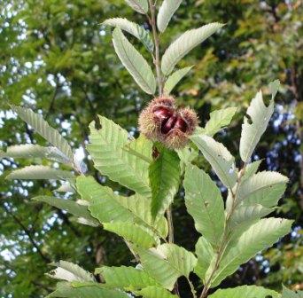 Chinese chestnut at Hillcrest