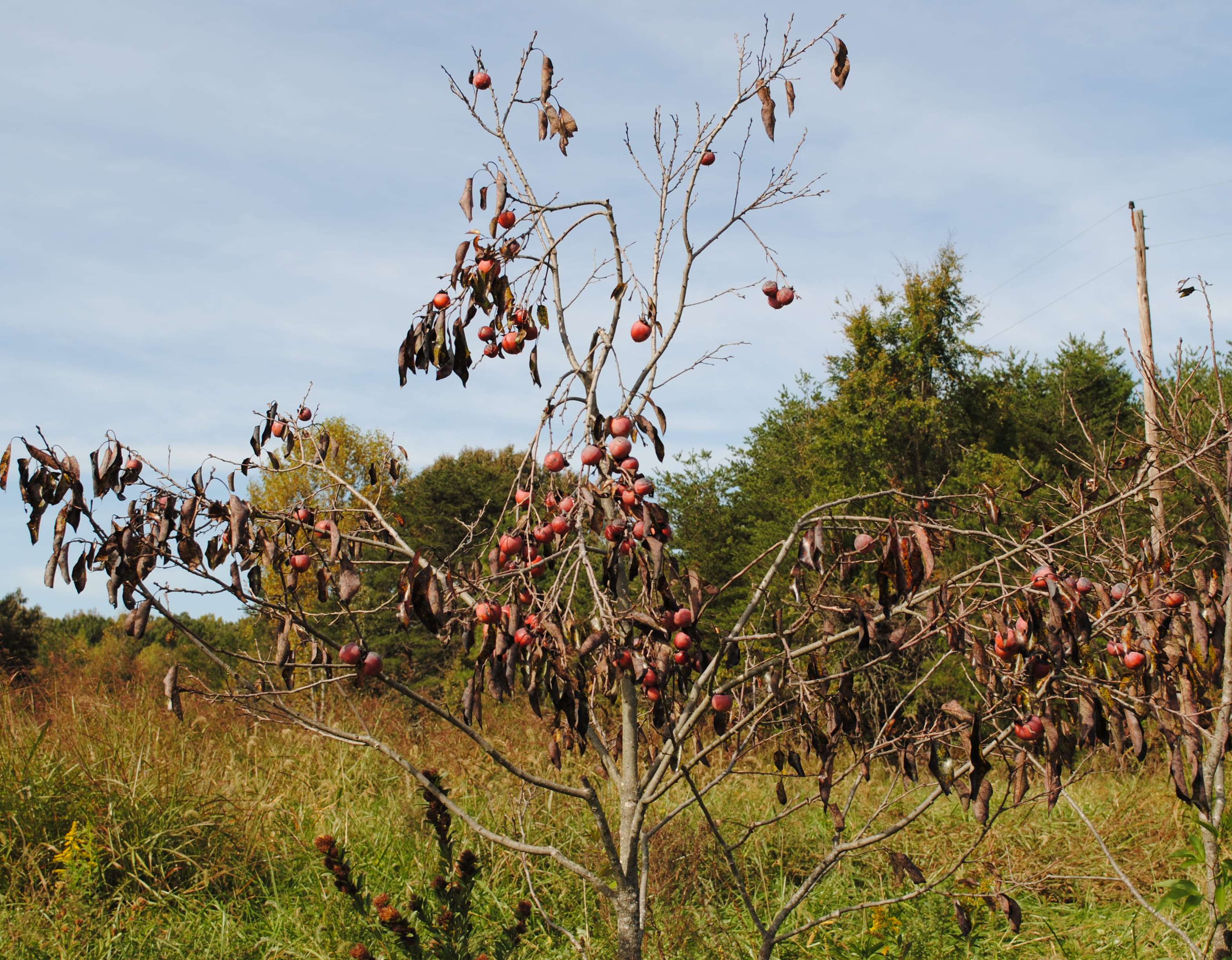 Persimmon at Hillcrest