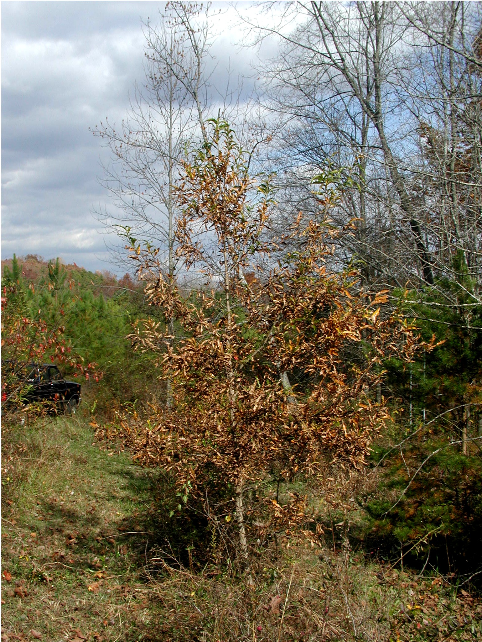 Six-year-old sawtooth oak at Hillcrest