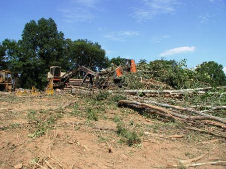 Timber harvest at Hillcrest