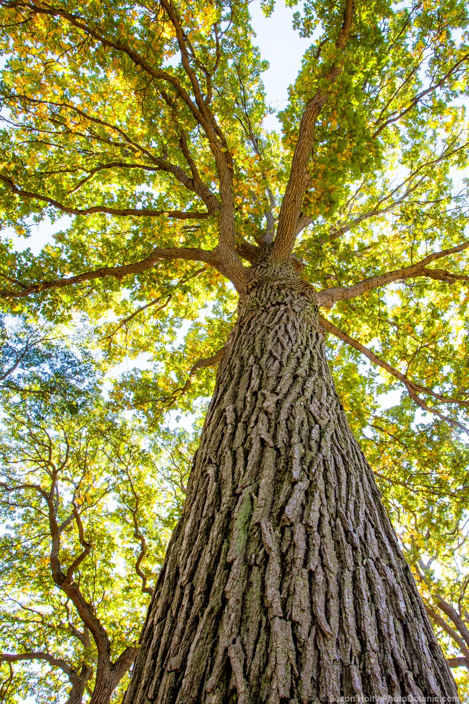 Tree at Hillcrest Farm