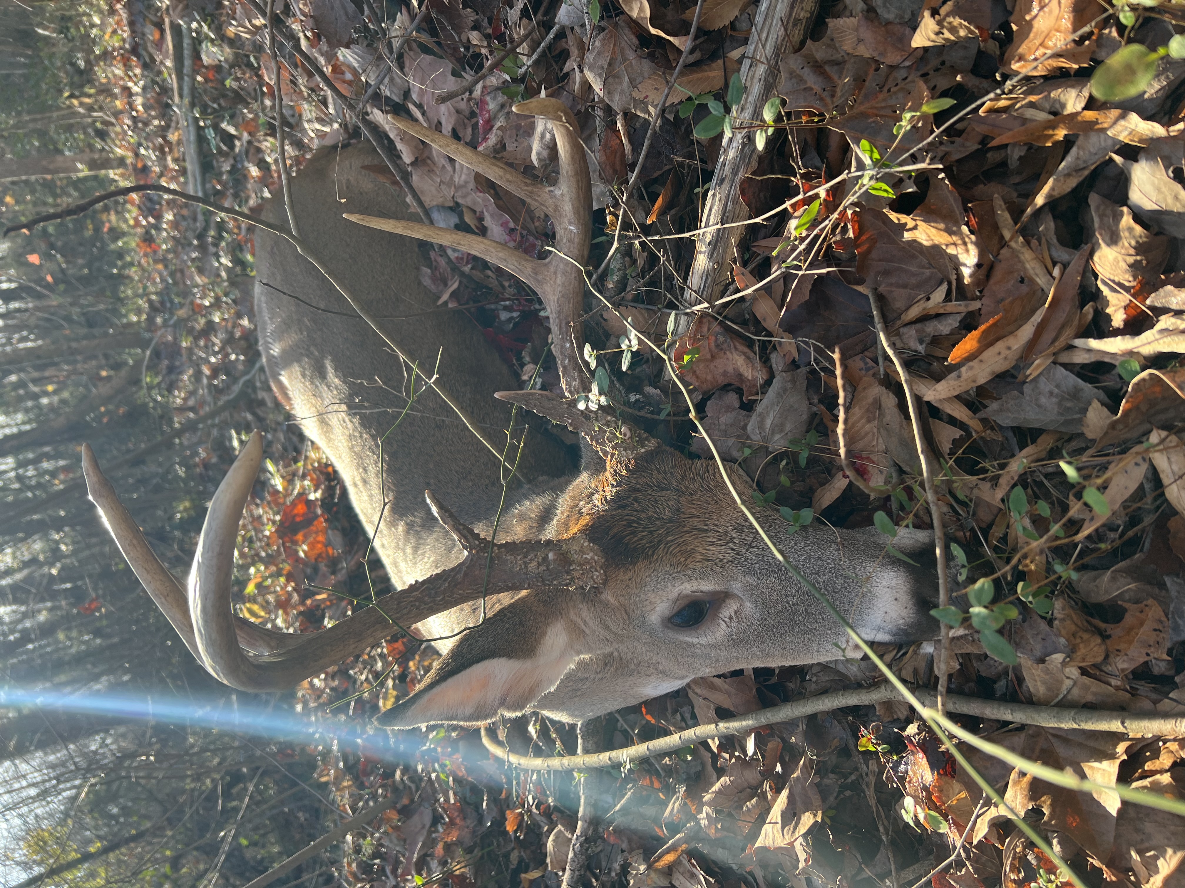 2022 deer harvest at Hillcrest