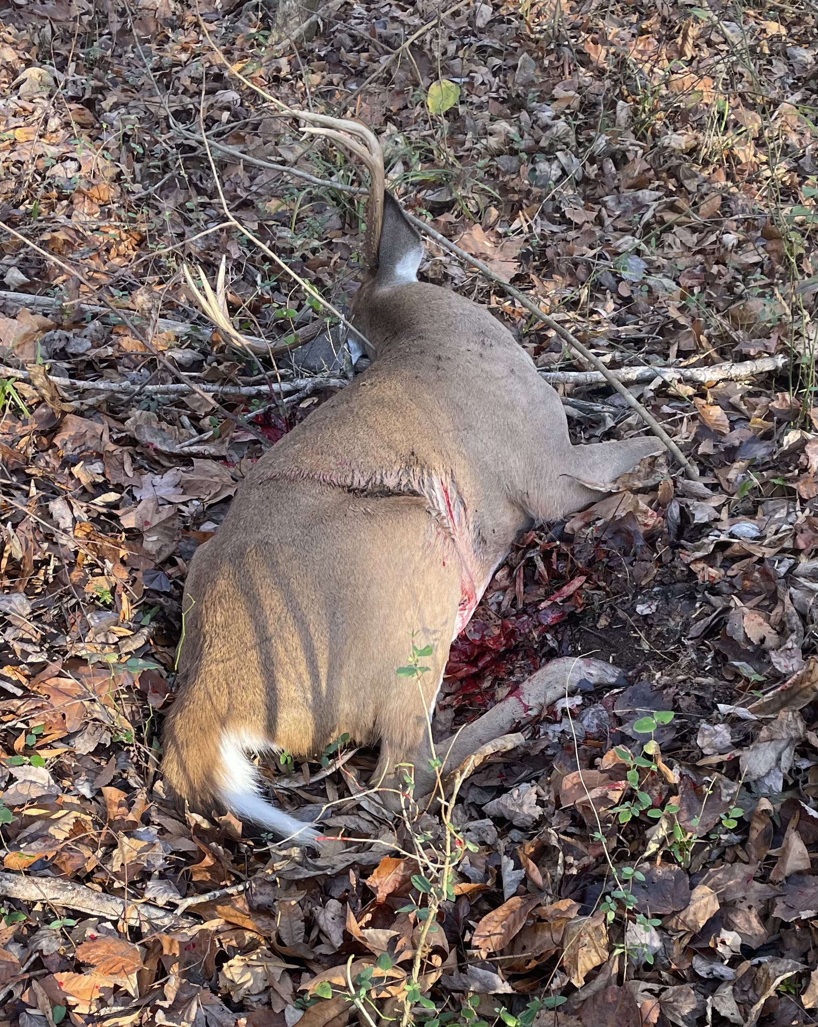 2022 deer harvest at Hillcrest
