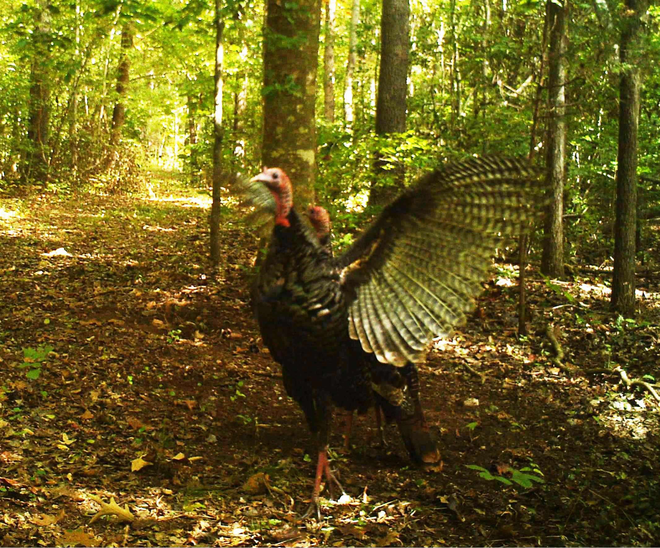 Hillcrest trail camera turkey photo