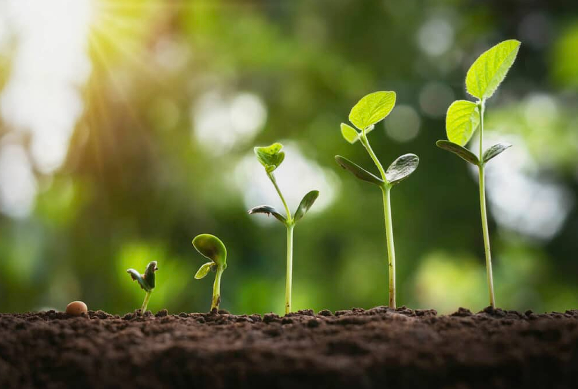 Lawn Care Services in Delaware Landscaping Services