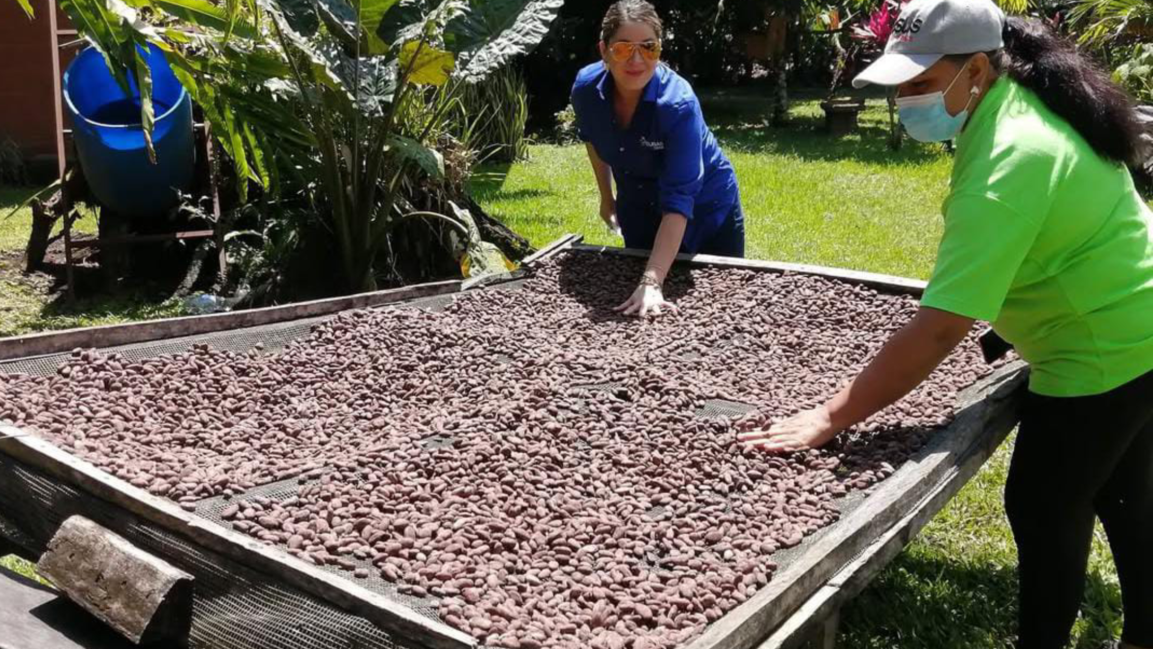 Diagnóstico Cacao — USAID