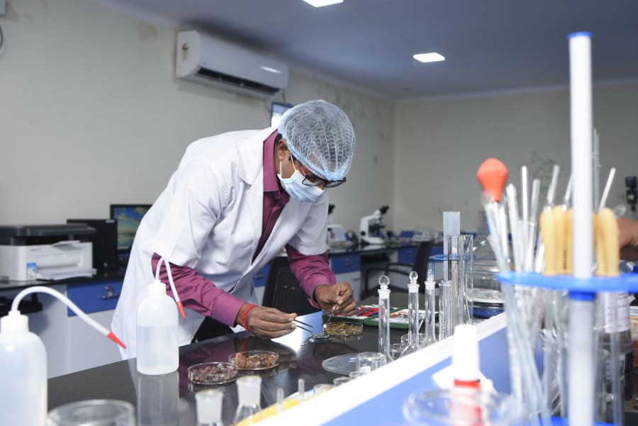 Scientist verifying herb samples