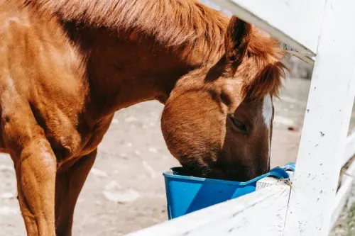 Micronised Linseed is the Miracle Addition to your Horse’s Feed