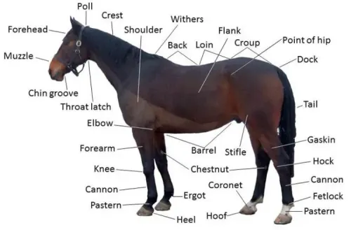 Points of a horse