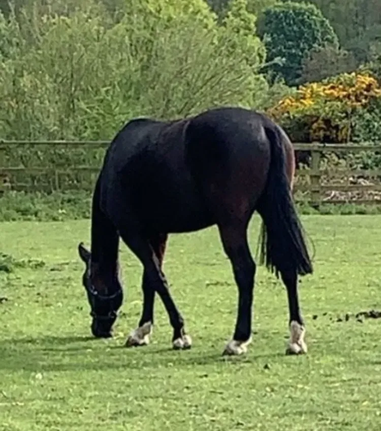 Fergie in a field