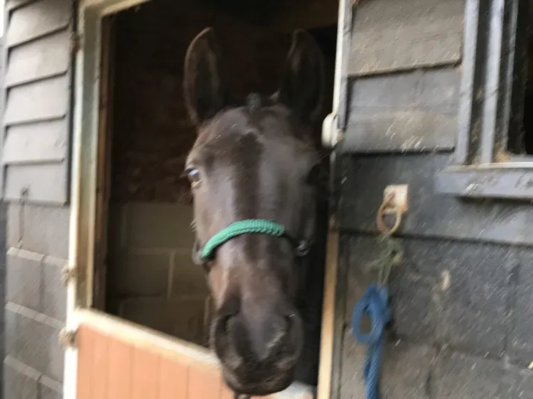 Fergie over the stable door