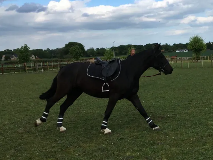 Fergie cantering