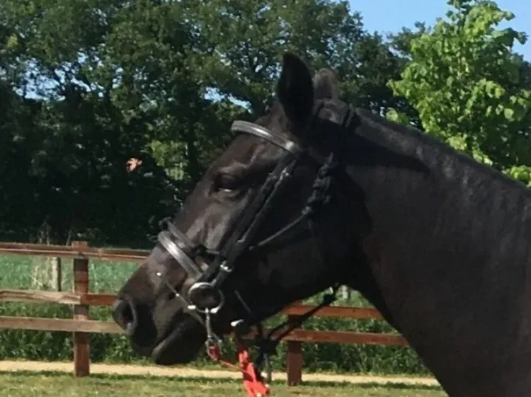 Halter and bridle