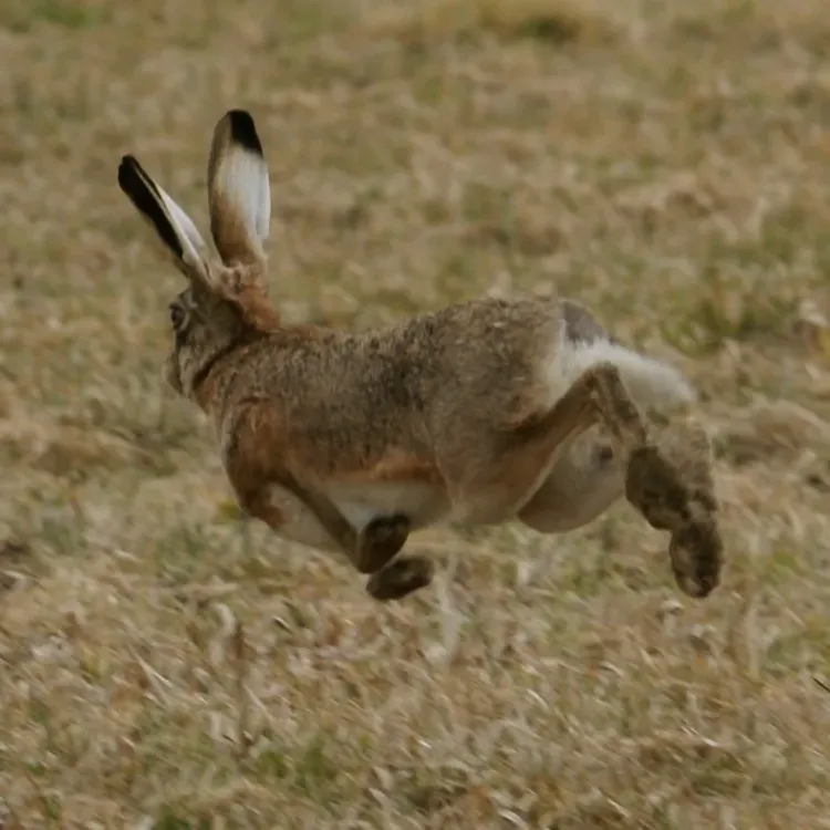 Jackrabbit