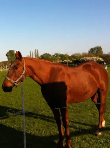 Spring and Autumn Grass kills Obese Horses