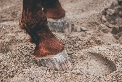 A Life Saver – Check Your Horse’s Digital Pulse for Emerging Foot Problems