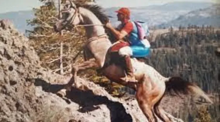 Arabian horse