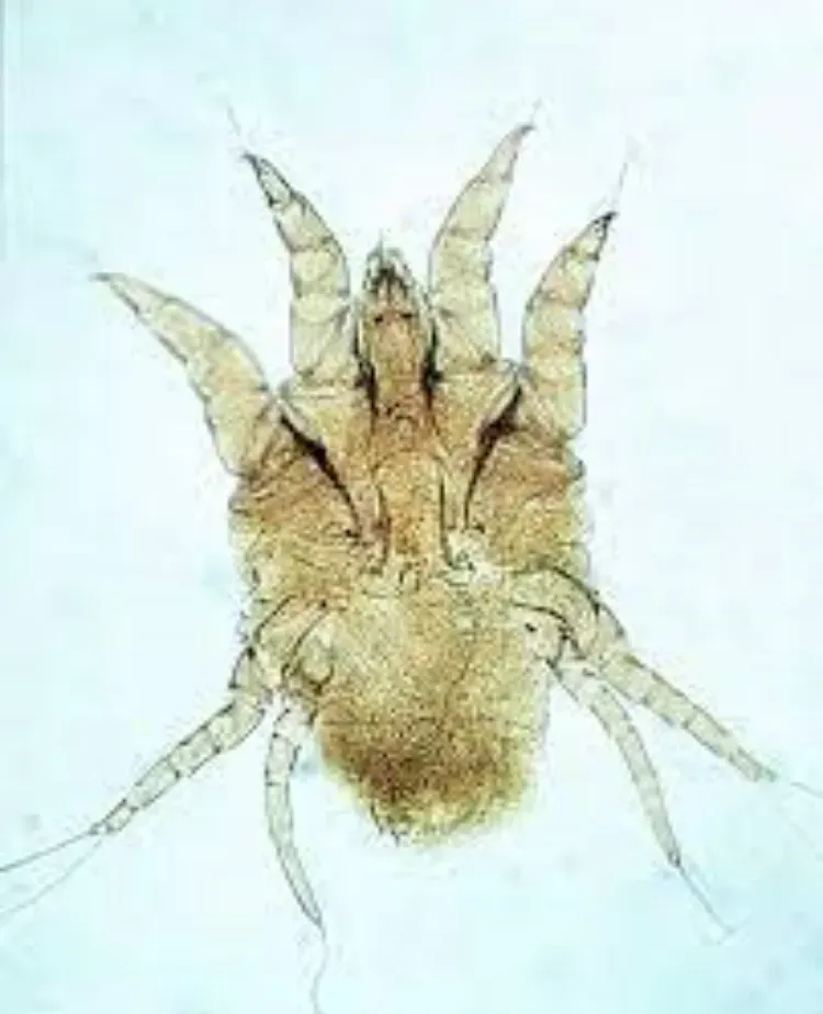 Feather Mites