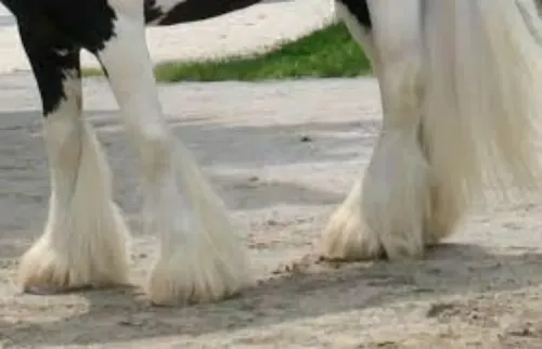 My Cob has Feather Mites