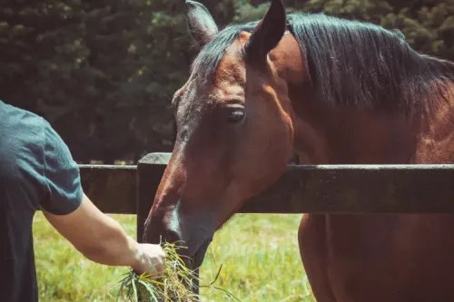 How To Soak Hay for Horses