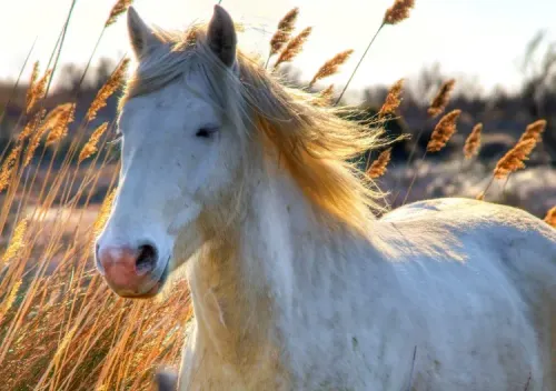  Camargue Horse of The Rhone Delta: France’s Hidden Gem 