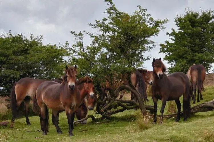 Exmoor Ponies