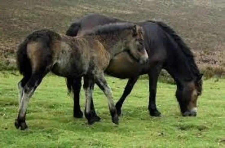 exmoor pony