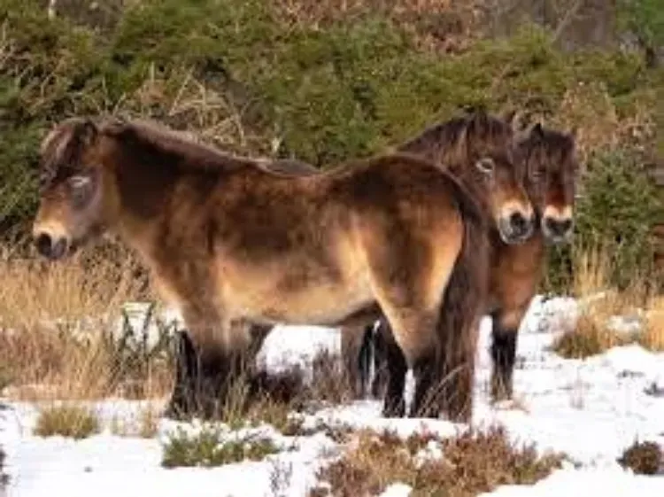 exmoor ponies