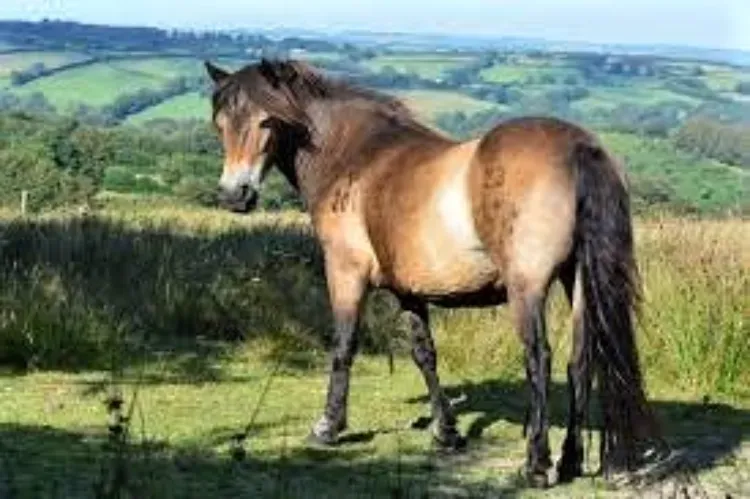 Exmoor pony