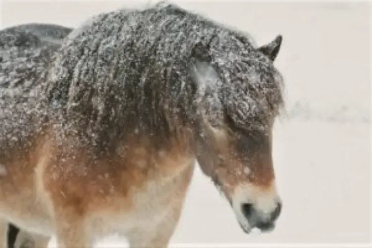 Exmoor pony