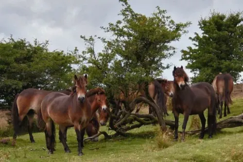 British Mountain and Moorland Pony Breeds – The Exmoor Pony