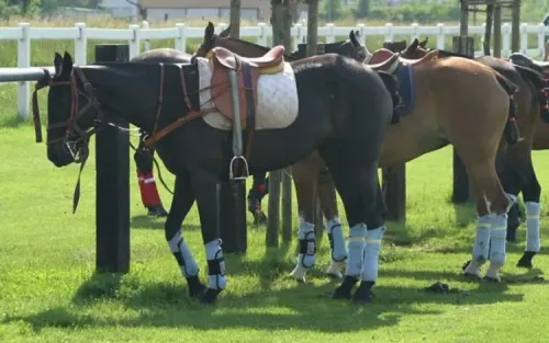 Recognise Recurrent Exertional Rhabdomyolysis (RER) and Save your Horse’s Life