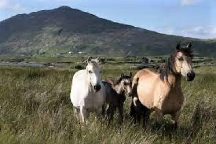 Connemara Ponies