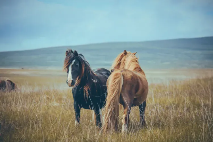 Ponies in wales