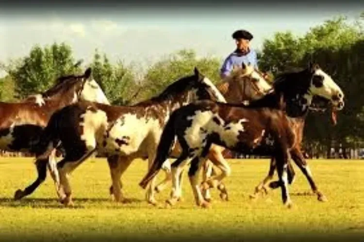 Criollo Horse