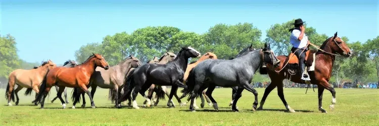 Criollo Horse