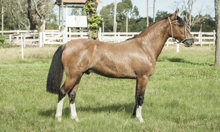 Criollo Horse