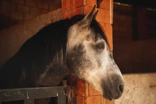 Know the difference between an Anxious and a Wilful Horse