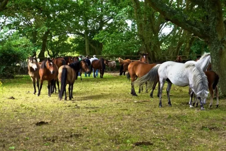 New forest ponies