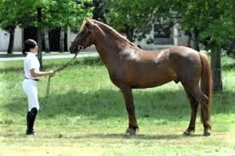 New Forest Pony