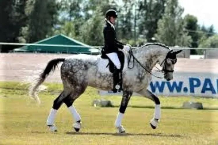 warmblood horse