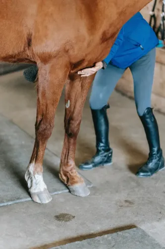 Horse legs