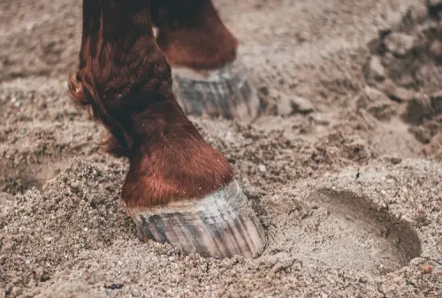 All you need to know about SDFT Injury and your Horse