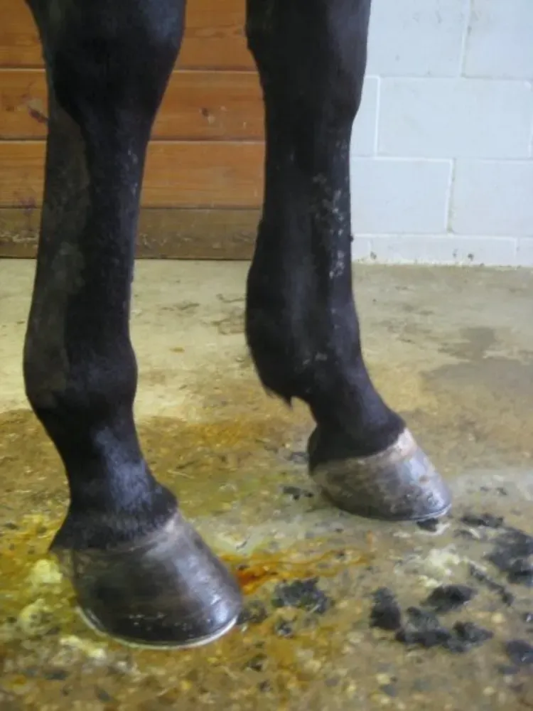 Does My Horse Need To Wear Boots?