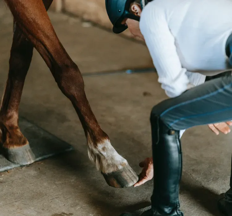 Checking horse hoof