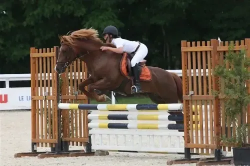 New Forest Pony