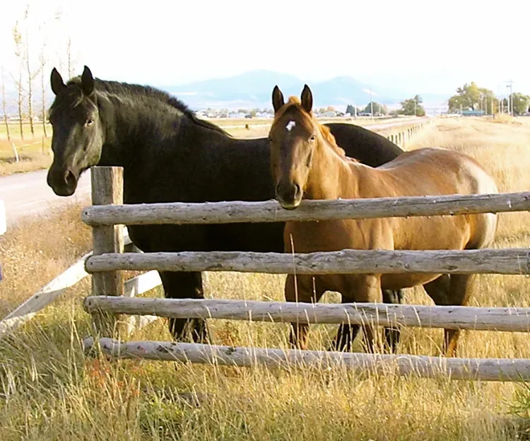 overweight horses